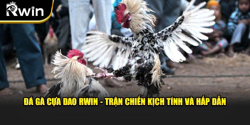 Đá gà cựa dao trận chiến kịch tính và hấp dẫn